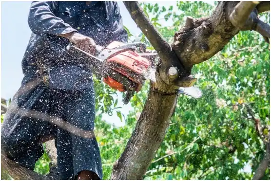 tree services Upper Exeter